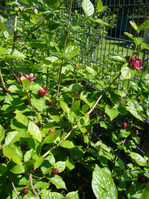 Calycanthus Hartlage W 2.JPG