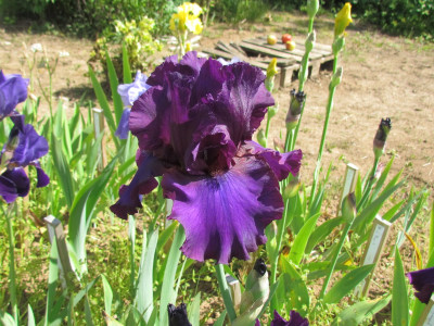 TB Gabriele Menke.JPG