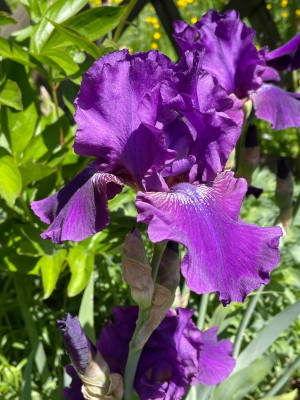 IMG_6427.jpeg