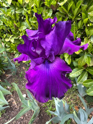 IMG_4649.jpeg