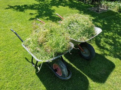 Feldsalat 20250510.jpeg