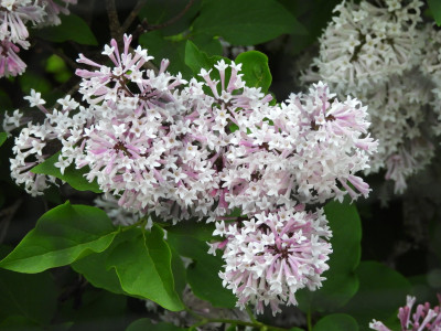 DSCN8782.JPG