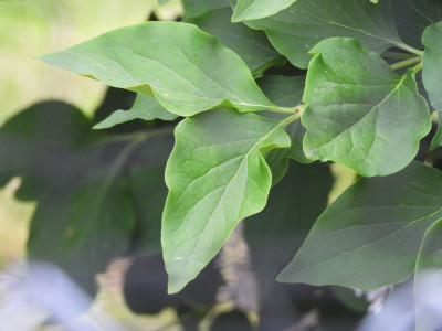DSCN8783.JPG