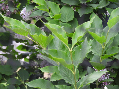 DSCN8785.JPG