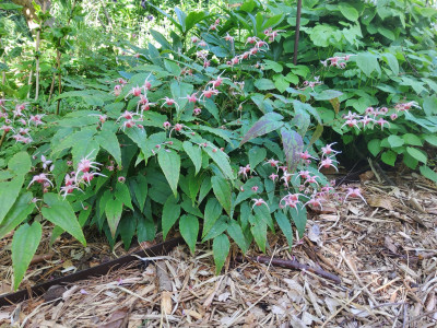 Epimedium Pink Champagne.jpg