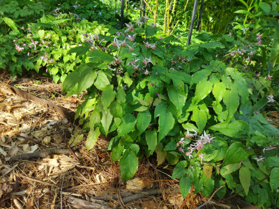 Epimedium Pink Elf.jpg