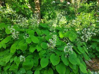 Epimedium brevicornu.jpg