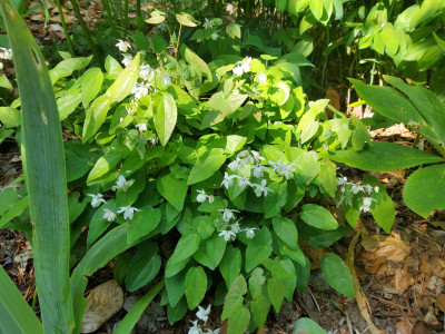 Epimedium Ogisui.jpg