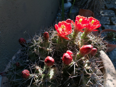 IMG_20250511_095847.jpg