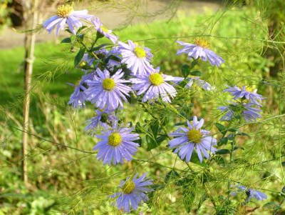 25._Oktober_2008_050kl.17_lila_Aster_nov._Asparagus_Regentr..JPG
