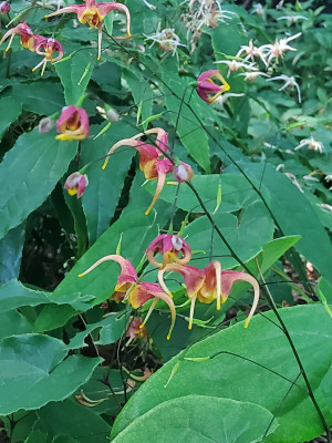 Epimedium Akane =  Emei Shan.jpg