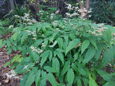 Epimedium Domino.jpg