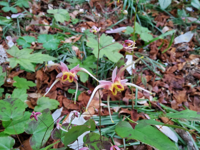 Epimedium Beet rechts Sämling Akane 1.jpg