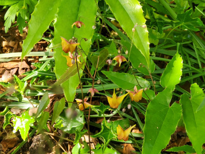 Epimedium Tutti Frutti.jpg