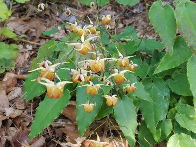 Epimedium Rik.jpg