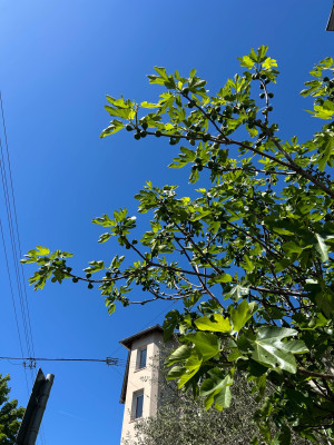 IMG_5322.jpeg
