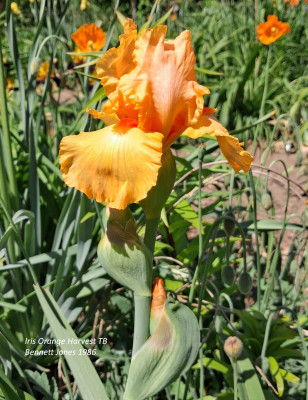 I_Orange_Harvest_20250511_130615_B.jpg