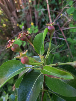 Aroma Spur