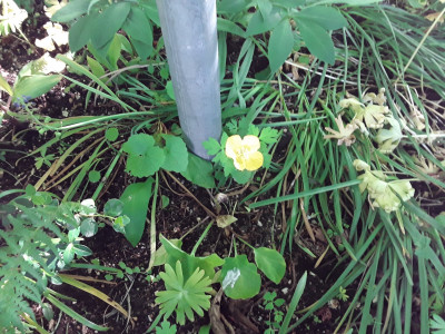 Papaver/Meconopsis