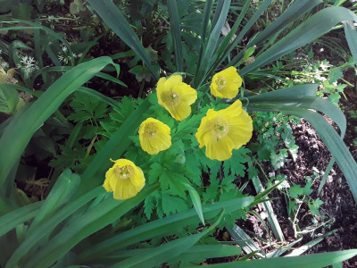 Waldschein-Mohn