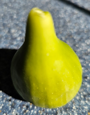Böack Madeira NOT aussen.jpg