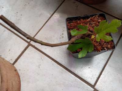Die ist wirklich &quot;little&quot;