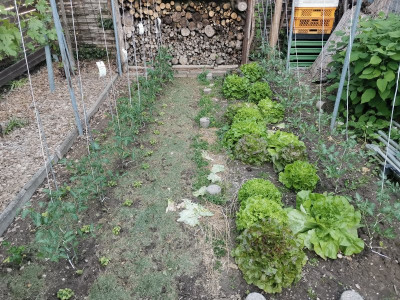 Tomaten 20250511.jpeg
