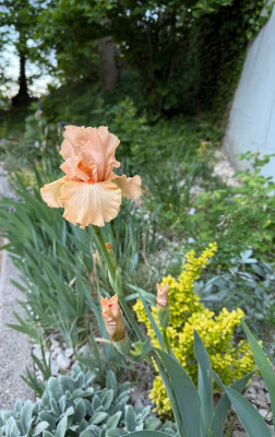 IMG_6459.jpeg