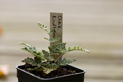 Cheilanthes-lindheimeri.jpg