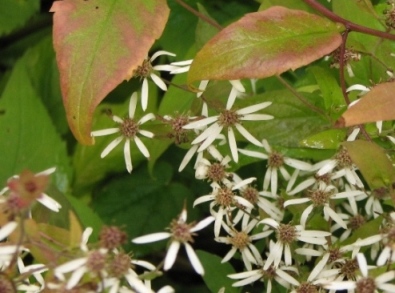 04.10.08_0615_aster_divaricatus80.JPG