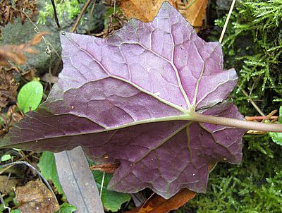 Cyclamen_nur_welches_4.jpg