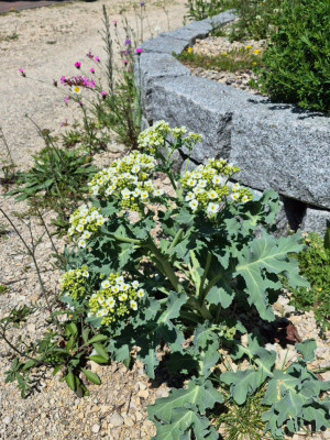 20250513_132848 Crambe maritima 'Lilywhite'.jpg
