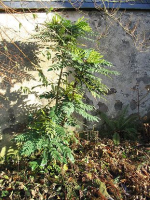 Mahonia_bealei.jpg
