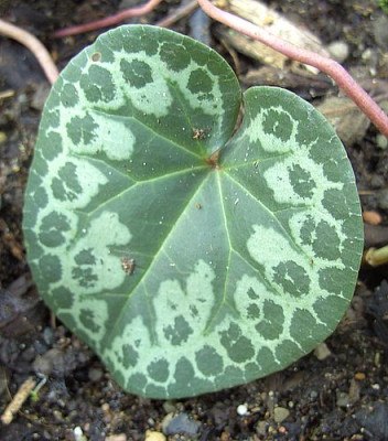 Cyclamen_nur_welches_2.jpg