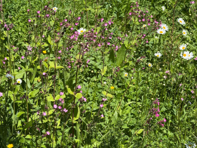 Rote Lichtnelke, Margeriten