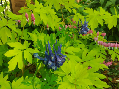Corydalis Korn's Purple.jpg