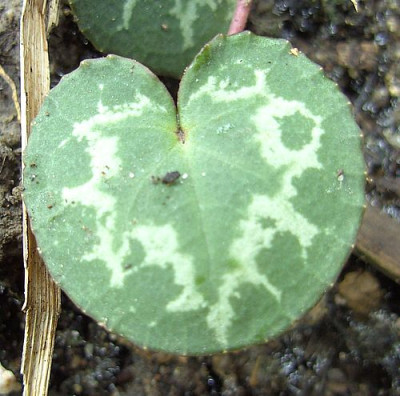Cyclamen_nur_welches_3.jpg