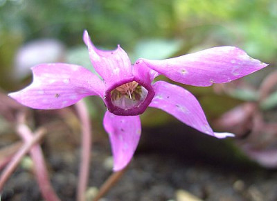 Cyclamen_nur_welches_5.jpg