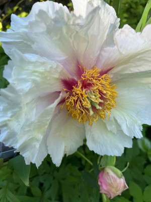 IMG_5380.jpeg