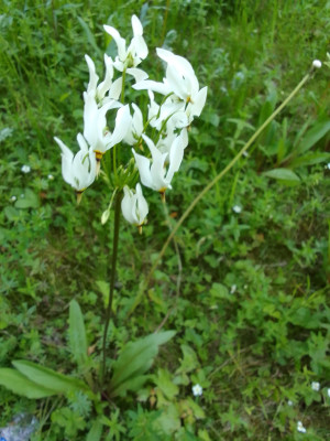Dodecatheon