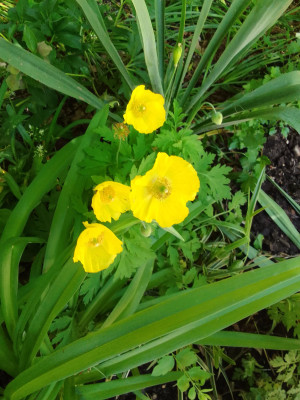 Wald-Scheinmohn
