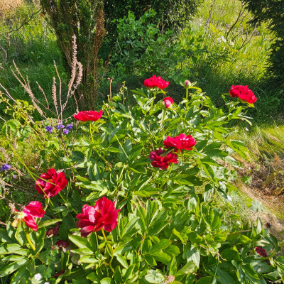 Paeonia Illini Belle und Red Charm 20250513_172950.jpg
