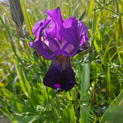 Iris germanica vielleicht nicht 20250513_172045.jpg