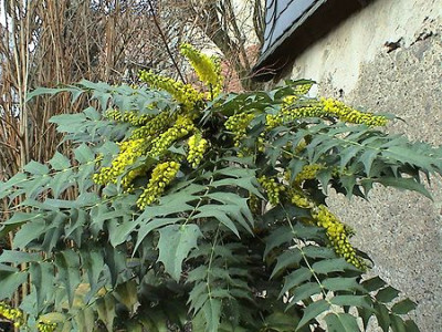 Mahonia_bealei_1.jpg