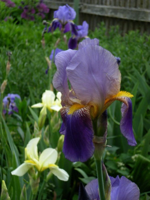 2011 Iris Bestand.jpg