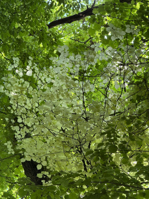 IMG_0099.jpeg