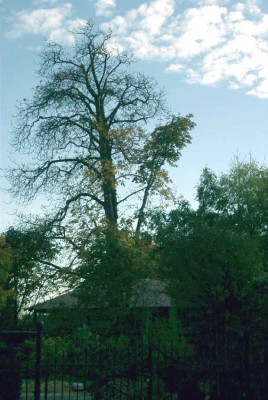 Kastanien-Geamtansicht.jpg