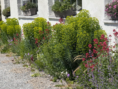 Kies Einfahrt mit Euphorbia, Nepeta, Linum, Pontechium, Thymus , Scabiosa etc