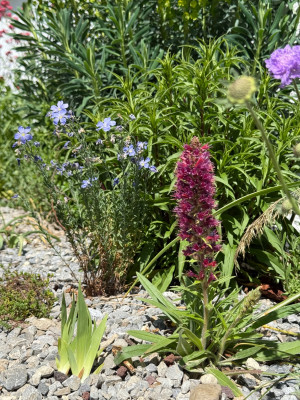 Echium Russicum/ Pontechium maculatum