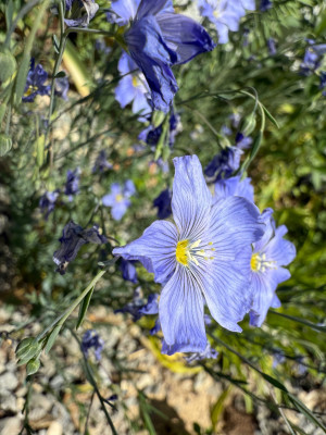 Linum perenne &quot;Saphir&quot;